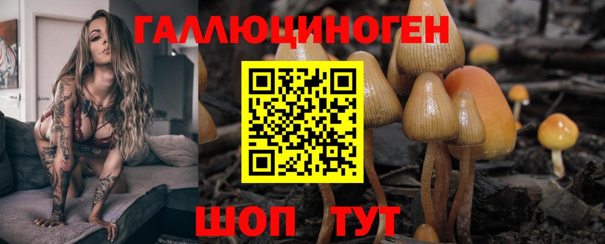 Кизилюрт  Галлюциногенные грибы мицелий  Псилоцибиновые грибы прущие грибы  Вход с VPN 